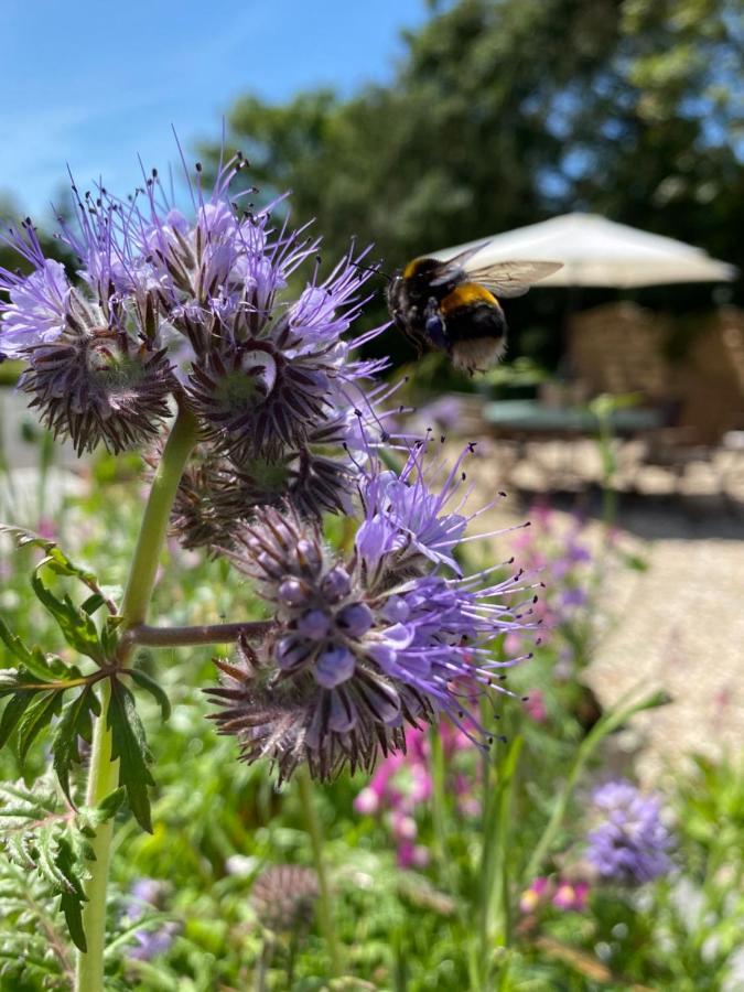 Toppesfield House B&B Bude Kültér fotó